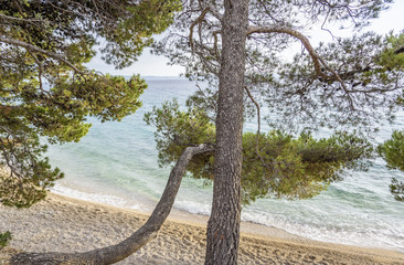 Beautiful pine trees and the shore of the blue sea in the evening. Croatia.