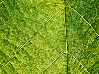 Leaves texture leaf background macro green light closeup