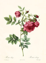Old Illustration Of Rosa Rapa. Created By P. R. Redoute, Published On Les Roses, Imp. Firmin Didot, Paris, 1817-24