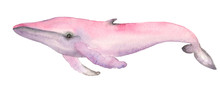 Watercolor Pink Whale