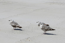 Three Gulls Have A Rest On A Sandy