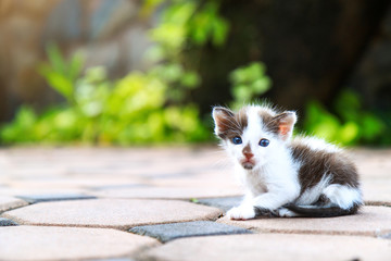 Wall Mural - Stray kitten (homeless cat) sitting and looking at camera with the garden background.