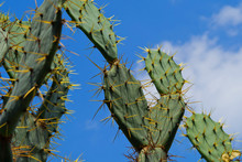 Cactus Tree Closeup
