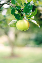 Apple Hanging From A Tree