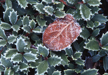Closeup Macro Of Frost Rimming Small Succulent Holly Leaves In Early Winter In Northern California