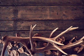 Wall Mural - composition of deer antlers with dry leaves