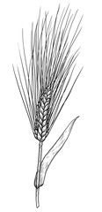 Barley illustration, drawing, engraving, ink, line art, vector