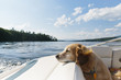 © Raymond Forbes LLC/Stocksy - Dog on Boat at Lake Vacation