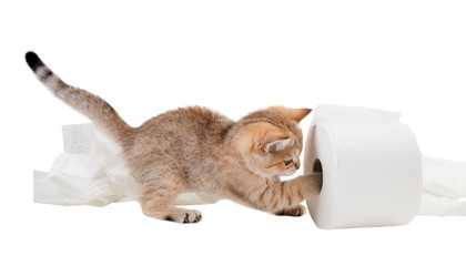 The kitten plays with a roll of toilet paper. Isolated on white background