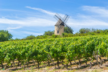Vineyard And Windmill Of Santenay, France