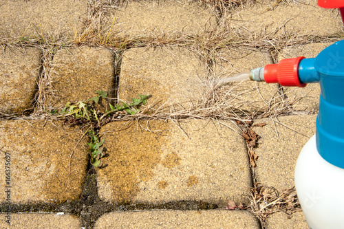 Fotografia, Obraz cutting out weeds / Man removes weeds from the lawn
