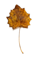 Autumn Dried Quaking Aspen Leaf