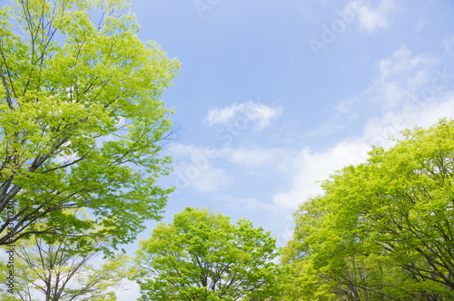 Cuadros en Lienzo Musashi Hills Forest Park - Refreshing fresh green and blue sky