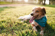 © ksnell929@gmail.com/Stocksy - Cute dog at Park