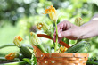 Hands picking zucchini flowers with basket in vegetable garden, close up