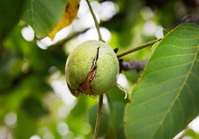 Ripe Nut On A Walnut Tree