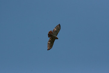 Wall Mural - Hawk Soaring