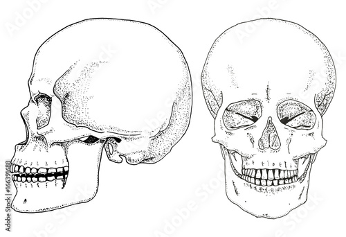 20+ Inspiration Drawn Skull Human Skull Side View | Inter Venus