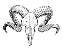 Biology Or Anatomy Illustration. Engraved Hand Drawn In Old Sketch And Vintage Style. Skull Or Skeleton Silhouette. Ram Or Sheep And Mutton. Animals With Horns.