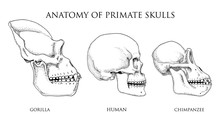 猿の頭蓋骨 無料画像 - Public Domain Pictures