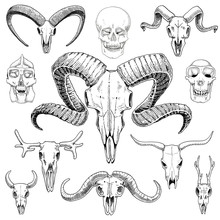 Anatomy Illustration. Engraved Hand Drawn In Old Sketch And Vintage Style. Skull Set Or Skeleton. Bull And Mountain Goat Or Buffalo. Animals With Horns. Ram Or Sheep. Elk And Roe Deer Or Bison.