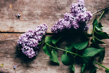 Lilacs Background