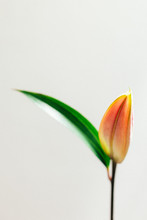 Beautiful Flower In Front A White Background.