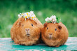 Two little sweaty guinea pigs with flowers