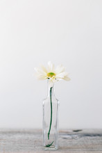 Single Daisy In A Small Old Glass Bottle