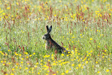 Wild Hare In Wildlfower Meadow