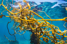 Sea Kelp Floating Below The Surface In Clear Blue Water.