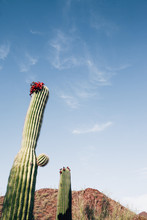 Giant Saguaro's In Arizona