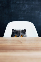 Sneaky Persian Kitty At The Table