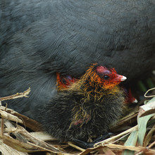 Young Coot On A Nest