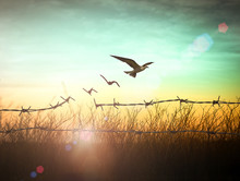 World Environment Day Concept: Silhouette Of Bird Flying And Barbed Wire At Sunset Background