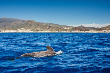 pilot whale, globicephala melas, tenerife island, canary islands, spain.