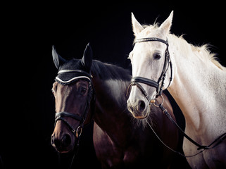 Horses On Black Background