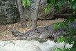 Crocodile opened eyes Resting In A Crocodiles farm
