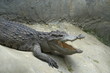 Image of a Crocodile opened mouth and eyes Resting In A Crocodiles Farm