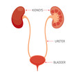 Kidneys And Bladder, Human Internal Organ Diagram, Physiology, Structure, Medical Profession, Morphology, Healthy