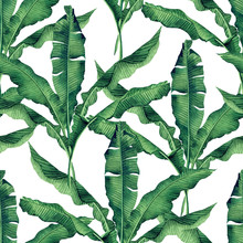 Watercolor Painting Green,banana Leaves Seamless Pattern On White Background.Watercolor Hand Paint .illustration Palm,banana Leaf,tree Tropical Exotic Leaf For Wallpaper Vintage Hawaii Style Pattern