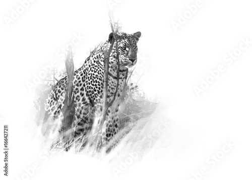 Foto-Gardine - Artistic, black and white photo of  African Leopard, Panthera pardus, isolated on white background with a touch of environment. Hwange national park, Zimbabwe.  (von Martin Mecnarowski)