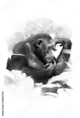 Foto-Gardine - Artistic, black and white close up portrait of  old Chimpanzee female, Pan troglodytes, sitting on the ground among leaves, isolated on white background with a touch of environment. Uganda. (von Martin Mecnarowski)