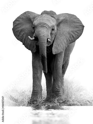 Foto-Gardine - Artistic, black and white vertical photo of African bush elephant, Loxodonta africana, big tusker from front view drinking water, isolated on white background with a touch of environment. Kruger, SA. (von Martin Mecnarowski)