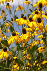 Wall Mural - Rudbeckia flowers in the garden attract insects with their colors