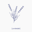 Vector hand drawn lavender bouquet