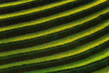 Wall Mural - Rice terrace field on during sunset,Vietnam