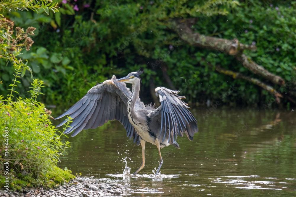 Graureiher am Ufer eines Gewässers