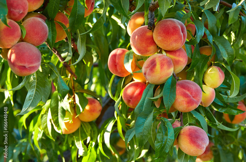 Cuadros en Lienzo Branch of peach tree in closeup