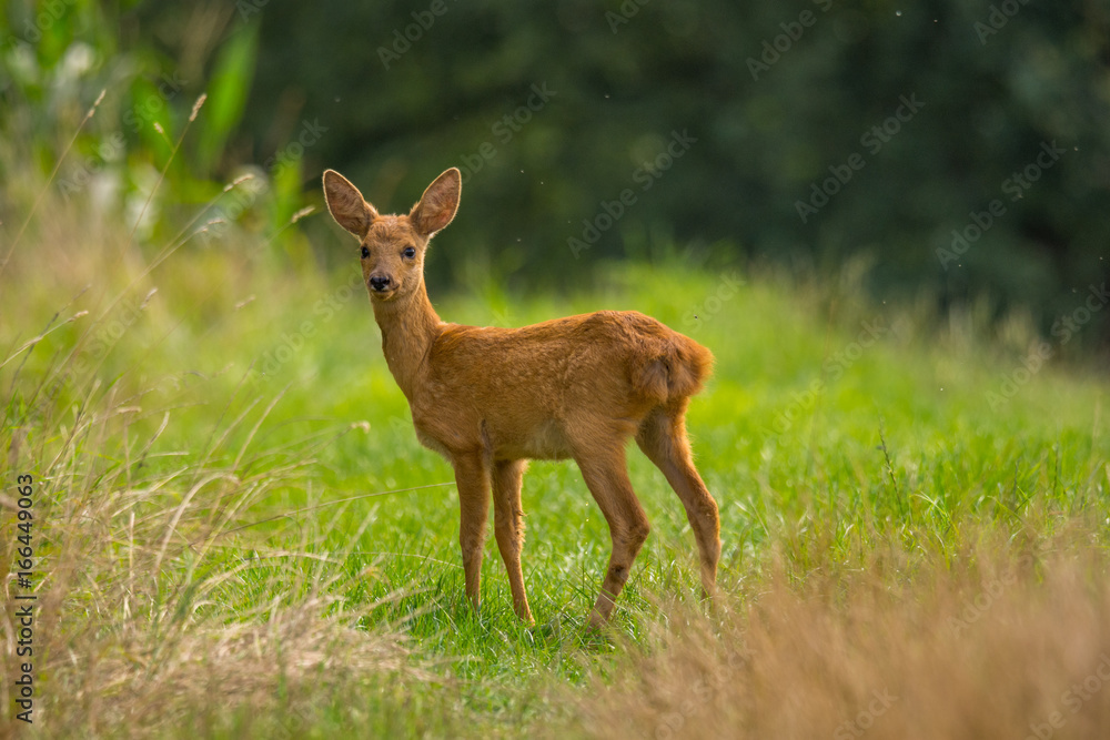 Junges Reh am grünen Waldrand